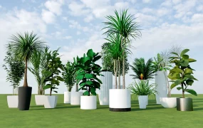 Tropical Green Foliage Plants