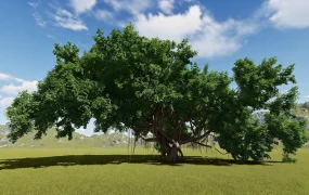 Big Banyan Tree