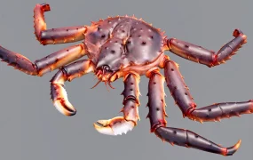 European Spider Crab
