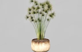 Potted Papyrus Plant