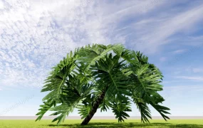 Giant Split Leaf Philodendron Plant