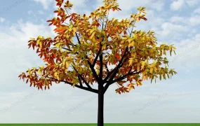 Beautiful Autumn Tree