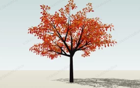 Fall Color Tree