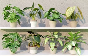 Indoor Tropical Plants