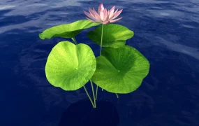 Water Lotus Plant