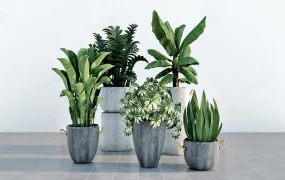 Big Concrete Planters