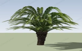 King Sago Palm Tree