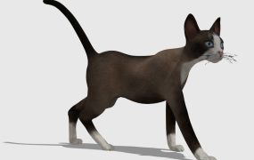 Brown Oriental Cat