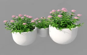 Potted Flowering Plants