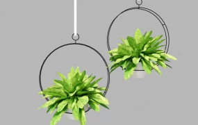 Green Hanging Plants