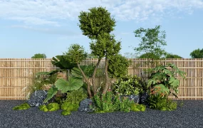 Accent Plants For Garden