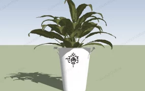 Bird Nest Fern Plant