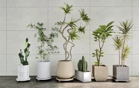 Common Indoor Plants