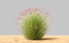 Short Ornamental Grass