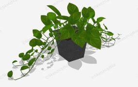 Potted Golden Pothos