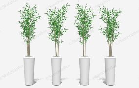 Indoor Bamboo Tree Plant