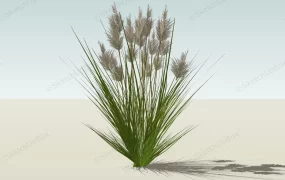 Pennisetum Grasses