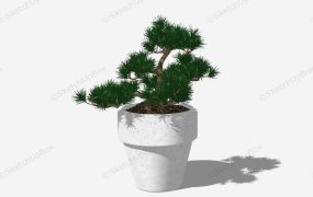 Pine Bonsai Tree