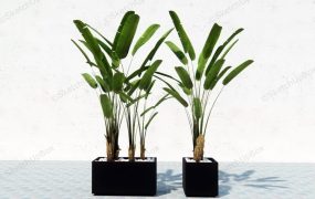 Strelitzia Reginae Planter