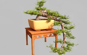 Juniper Bonsai Tree