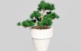 Pine Bonsai Tree