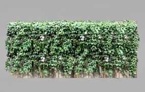 Thunbergia Grandiflora Fence