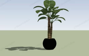 Tall Swiss Cheese Plant