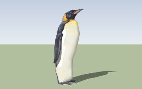 Emperor Penguin