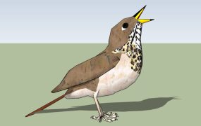 Bicknell's Thrush