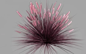 Pennisetum Rubrum Purple Fountain Grass