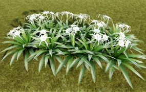 Spider Lily Hymenocallis