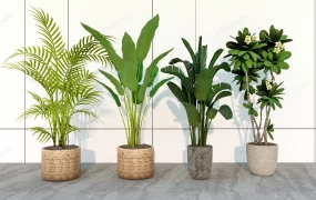 Beautiful Tall Indoor Plants