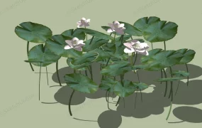 Pink Pond Water Lily Plant