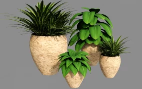 Set Of Four Potted Plants