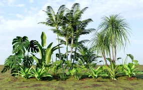 Tropical Garden Plants