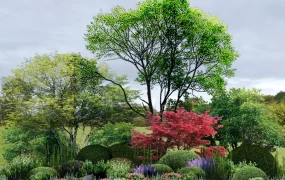 Garden Border Plants