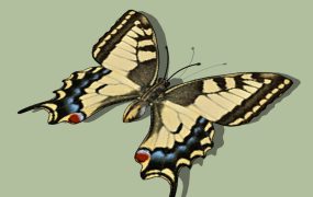 Old World Swallowtail Butterfly
