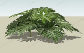 Split Leaf Philodendron