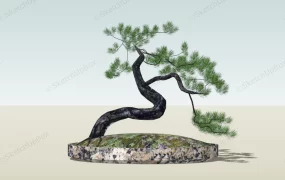 Eastern White Pine Bonsai Tree