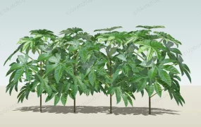 Fatsia Japonica Plant