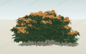 Yellow Ixora Plant