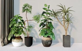Indoor Foliage Plants