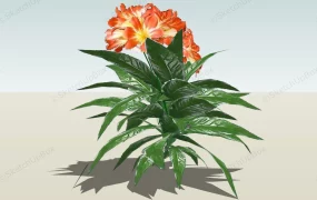 Orange Clivia Flowering Plant
