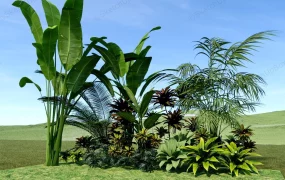 Ornamental Outdoor Plants