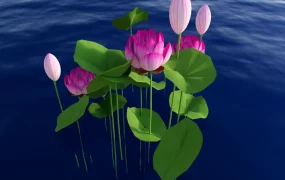 Water Lotus Plants