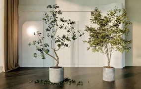 Tall Trees In Cement Planter