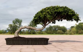 Beautiful Bonsai Tree