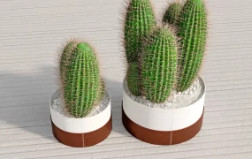 Modern Potted Cactus Plant Set