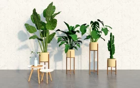 Indoor House Plants With Stands