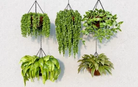 Indoor Hanging Plants